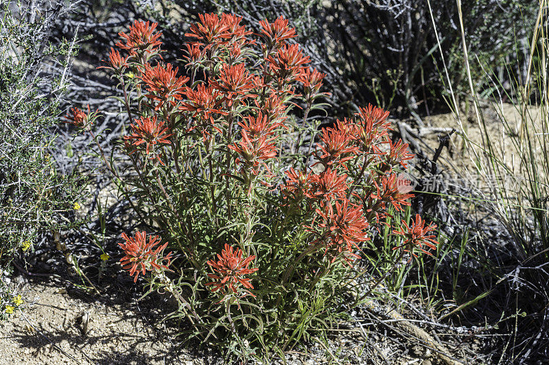 Castilleja angustifolia或Castilleja chromosa是一种俗称的野花，西北印第安画笔和沙漠印第安画笔主要生长在加利福尼亚州约书亚树国家公园的莫哈韦地区